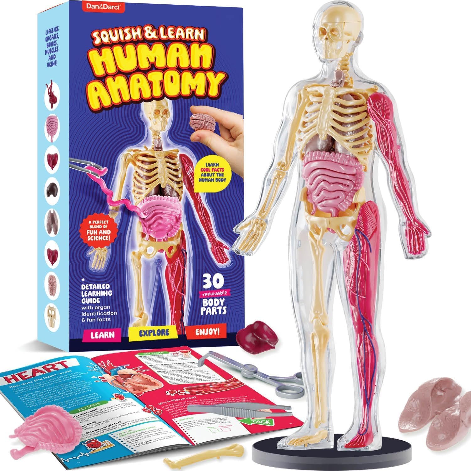 Human Anatomy Squishy Body Model – STEM Science Kits for Kids Ages 4-8 | STEM Toys for 4 5 6 7 8 Year Old Boy Birthday Gift – Learning Educational Toys for Ages 5-7 Boys Gifts – Skeleton Parts